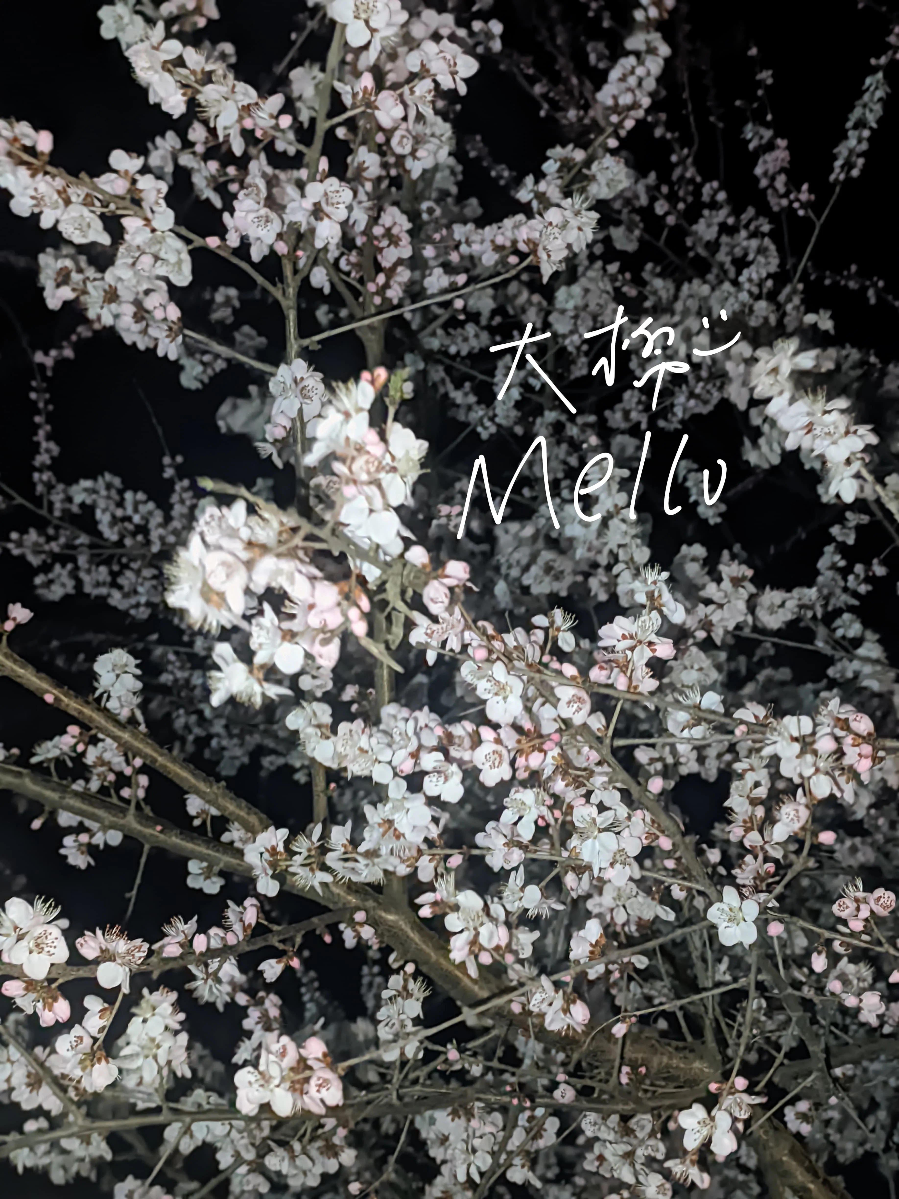 公园里的花 公园里的花