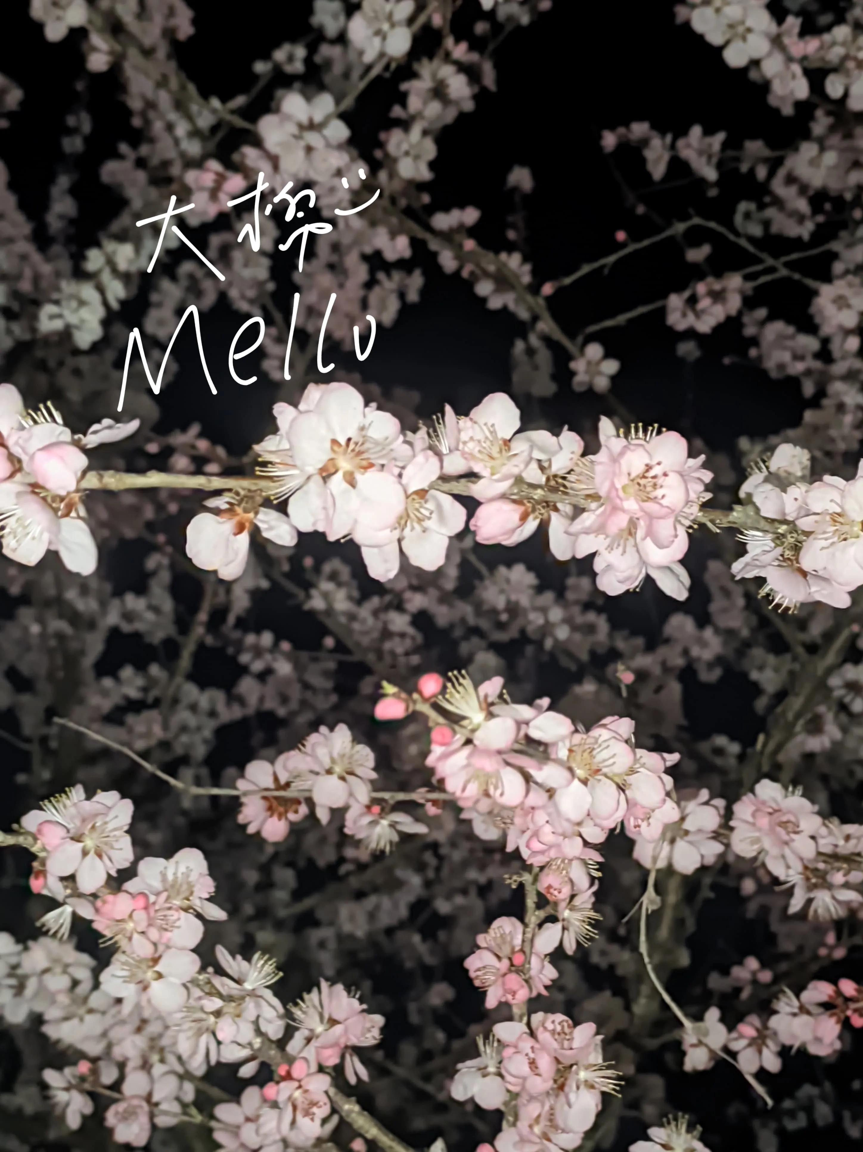 公园里的花2 公园里的花2